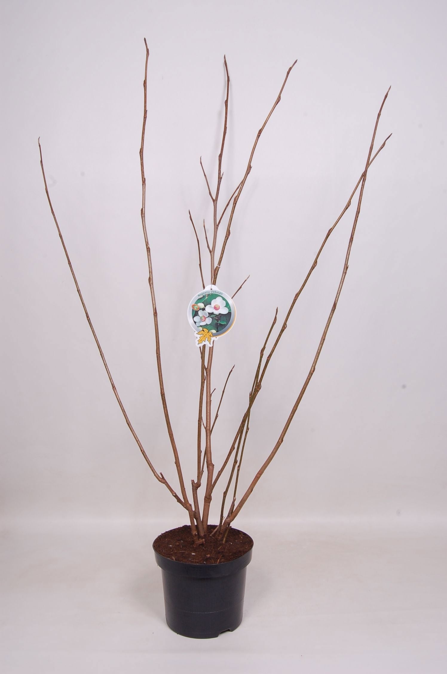 Magnolia sieboldii 100cm 29cm Pot