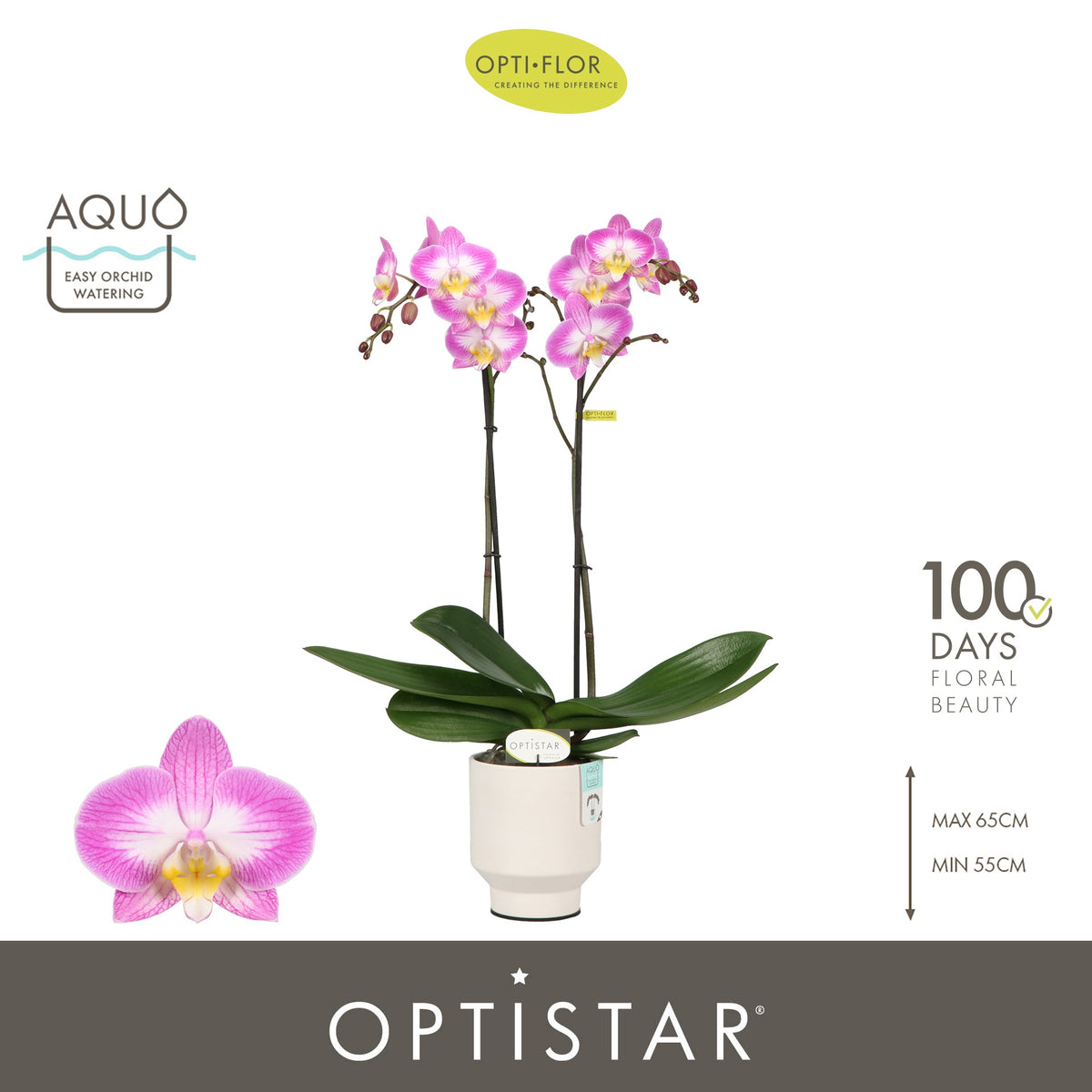 Phalaenopsis purple 60cm 12cm Pot
