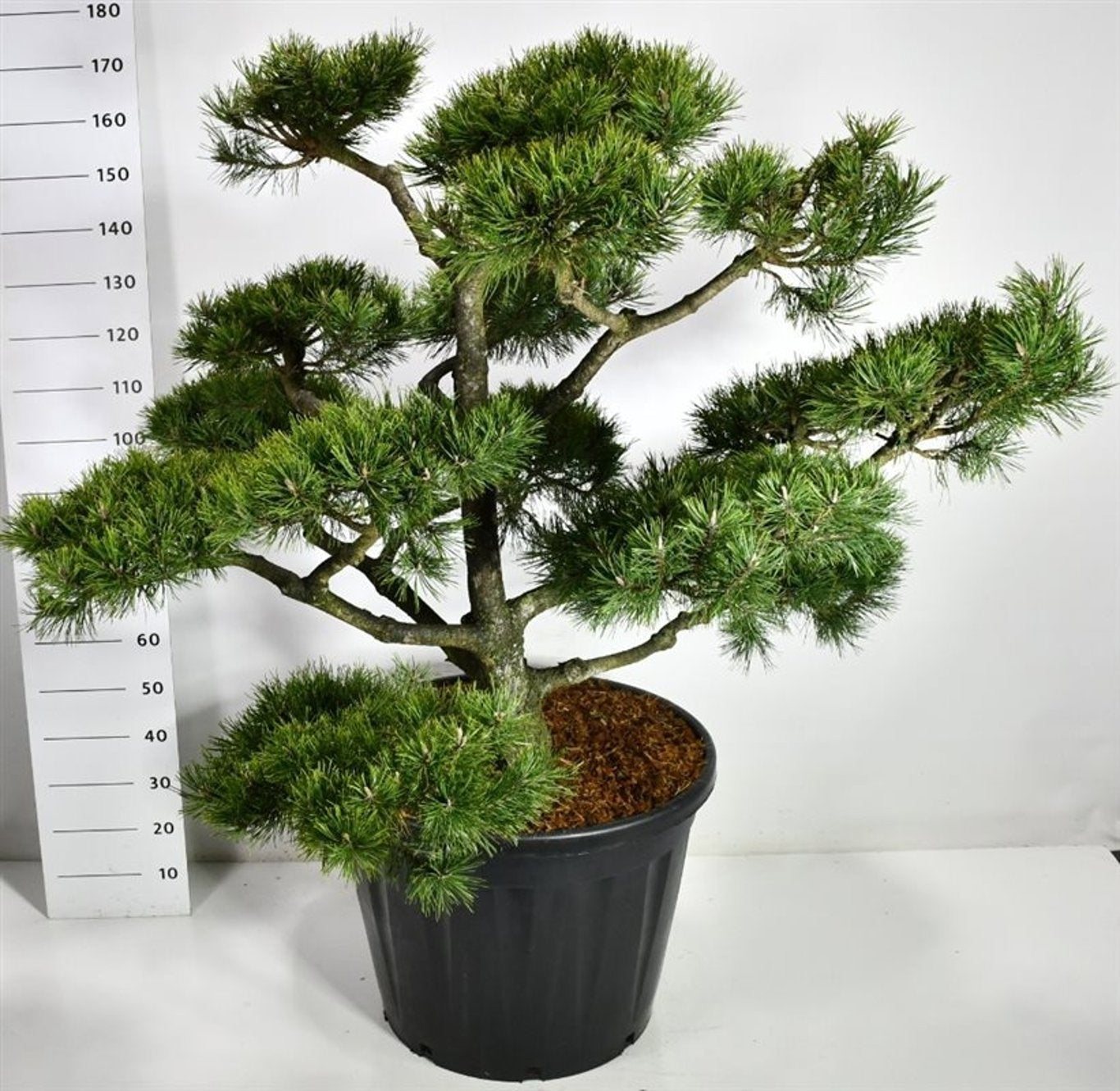 Pinus nigra 180cm 65cm Pot