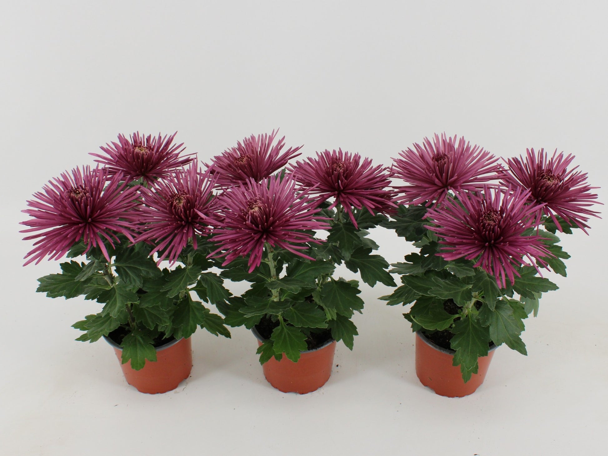 Chrysanthemum Anastasia Lilac 30cm 12cm Pot