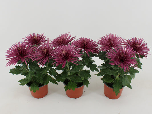 Chrysanthemum Anastasia Lilac 30cm 12cm Pot