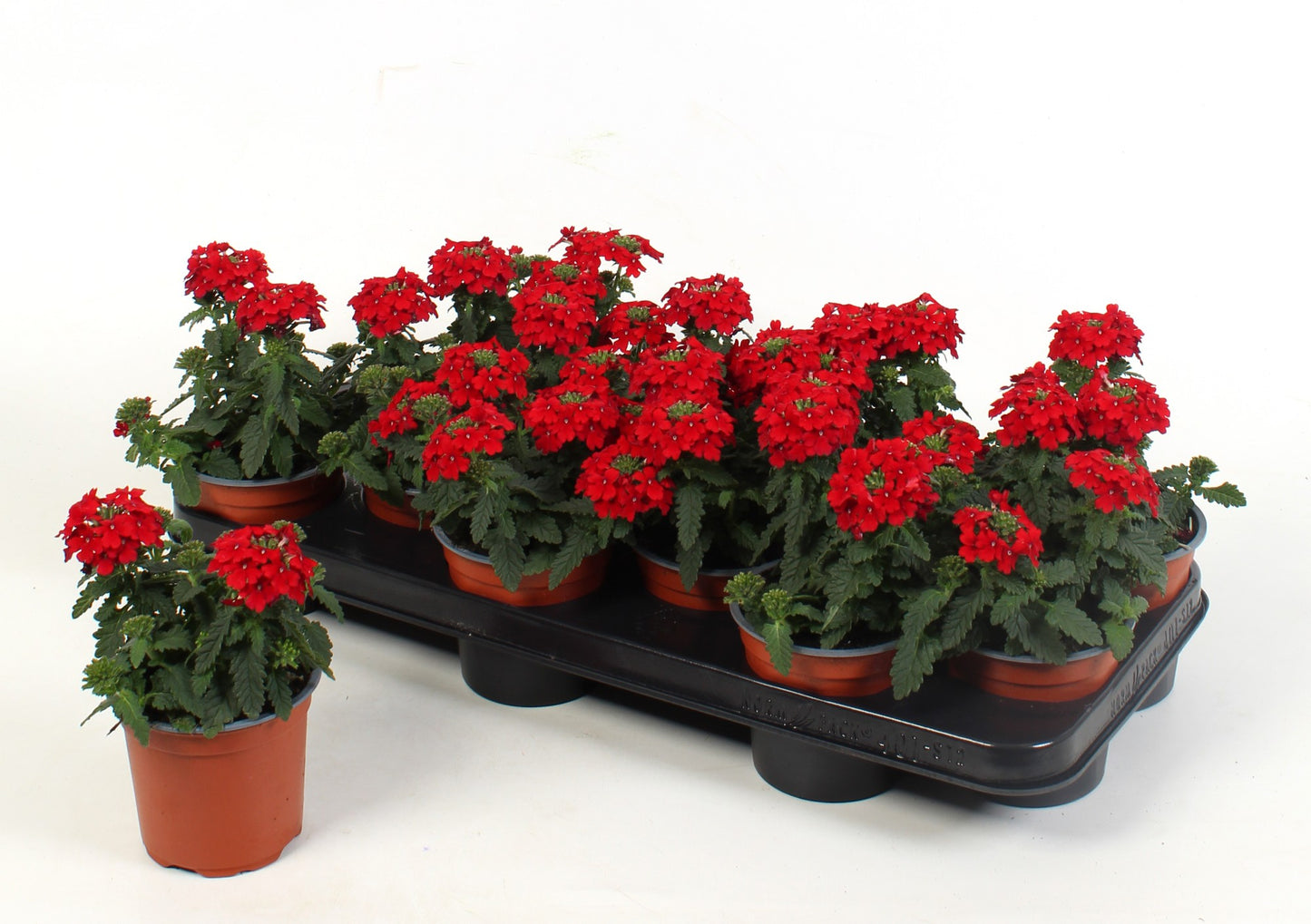 Verbena Venturi Red 15cm 510cm Pot