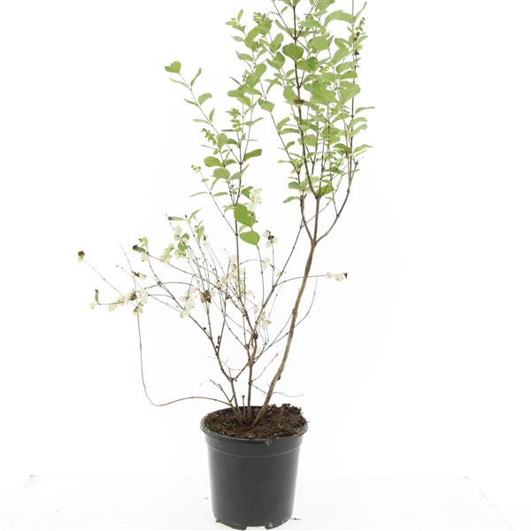 Symphoricarpos Magical Galaxy 10cm 14cm Pot