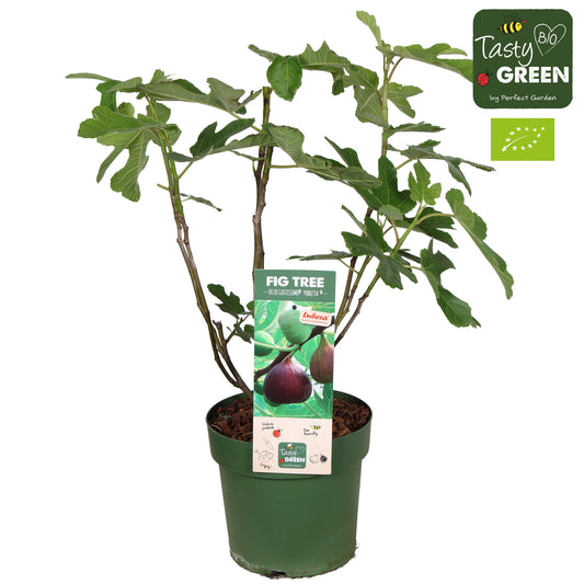 Ficus carica ("Fig") 70cm 23cm Pot
