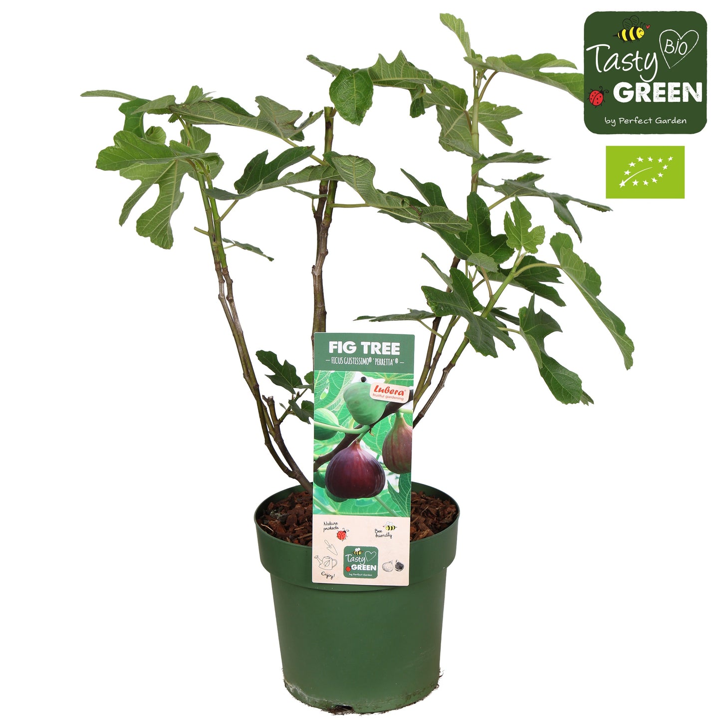 Ficus carica ("Fig") 70cm 23cm Pot