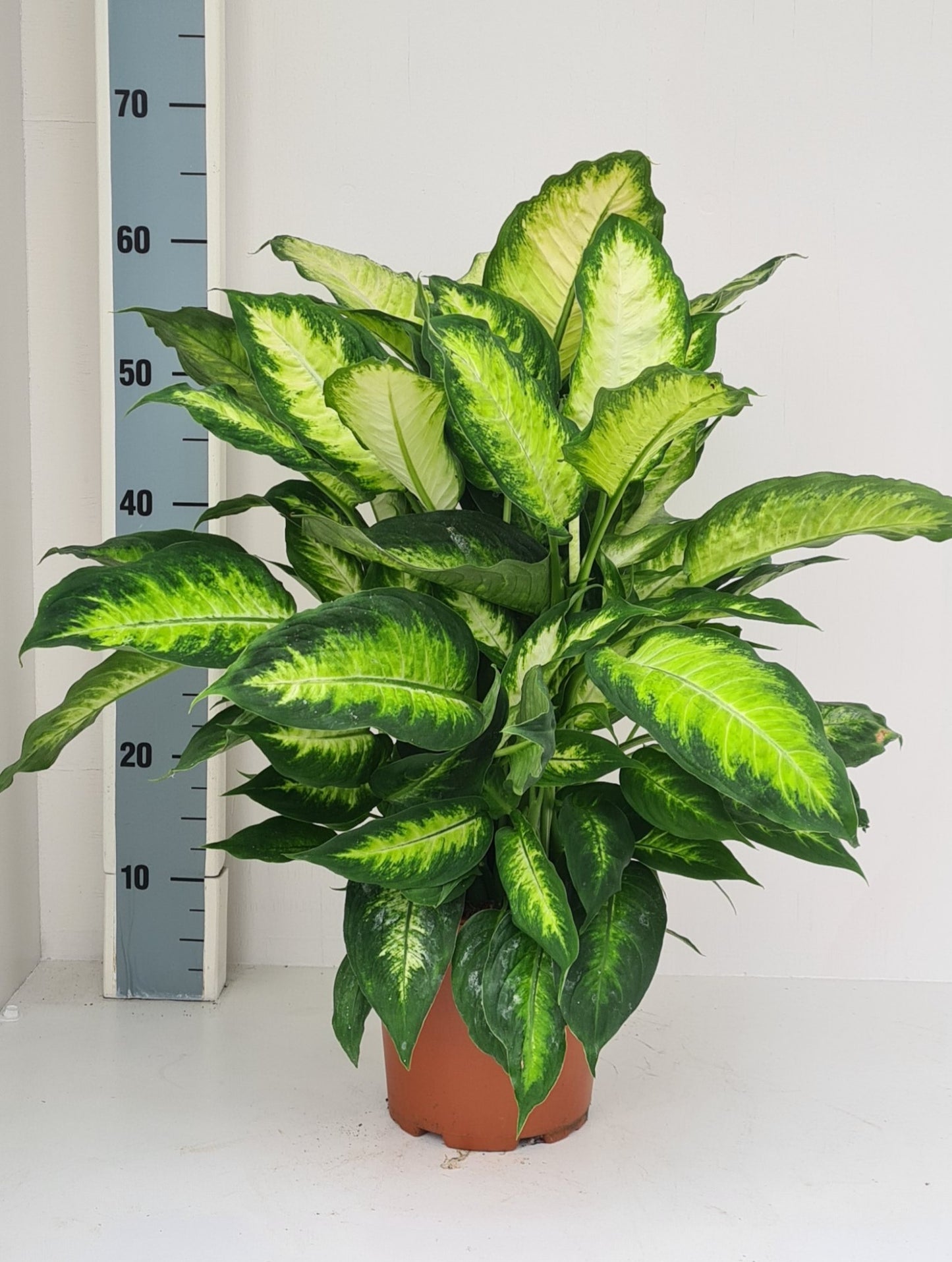 Dieffenbachia Camilla 50cm 19cm Pot