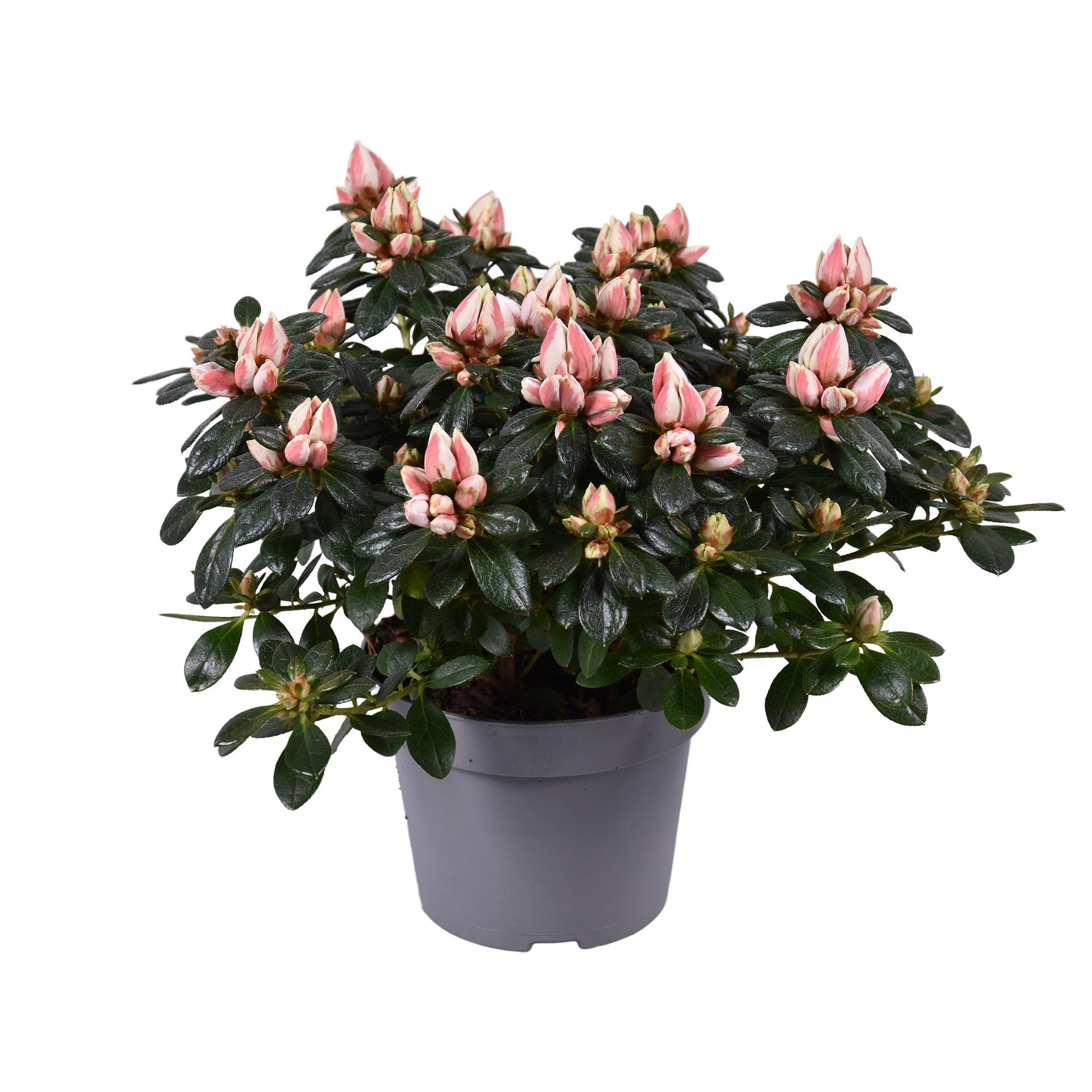 Rhododendron Mevr Gerard Kint 25cm 12cm Pot