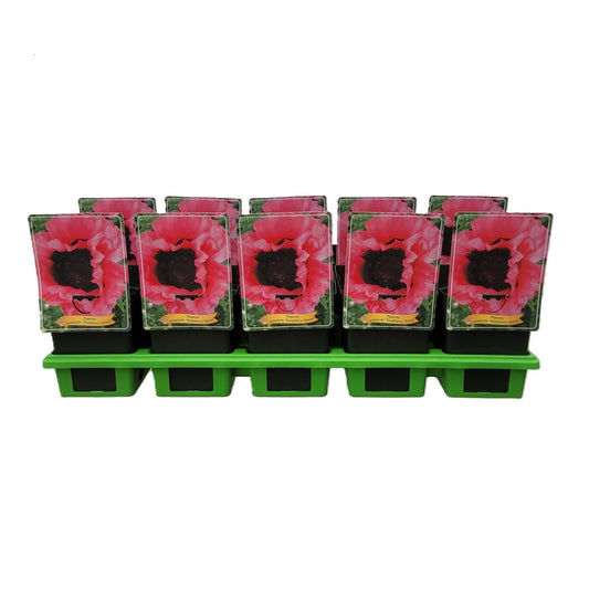 Papaver ori. Turkenlouis 25cm 11cm Pot