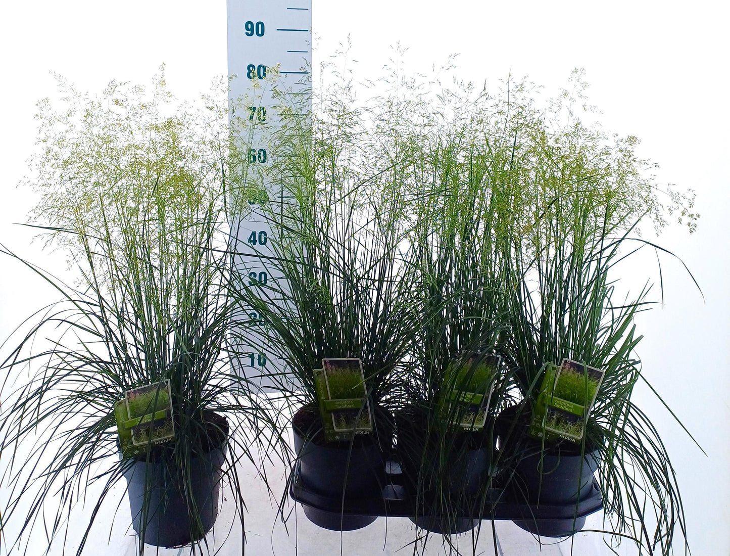 Deschampsia cespitosa 40cm 19cm Pot