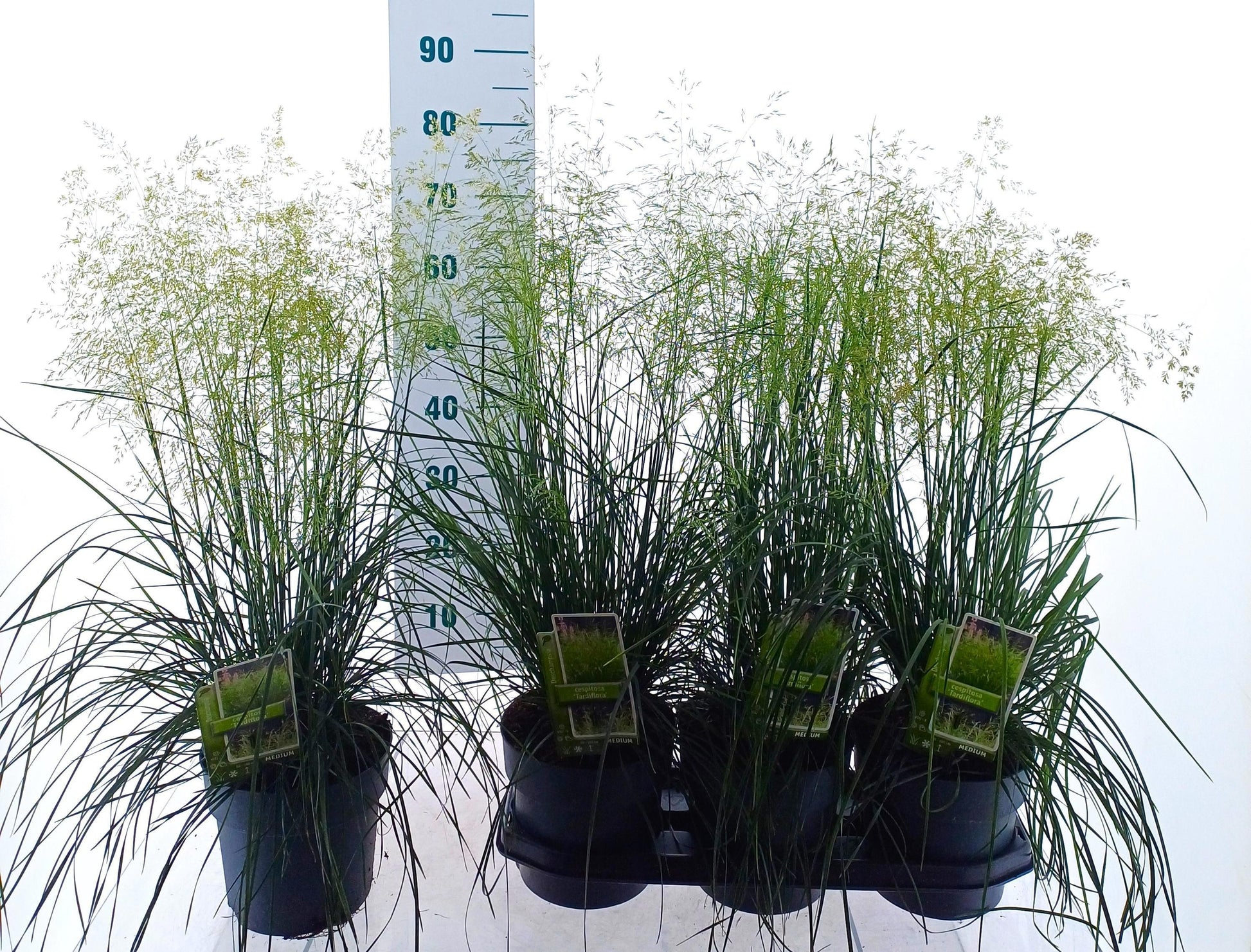 Deschampsia cespitosa 40cm 19cm Pot