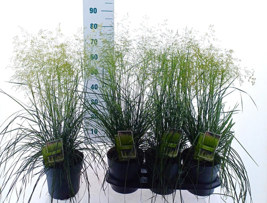 Deschampsia cespitosa 40cm 19cm Pot