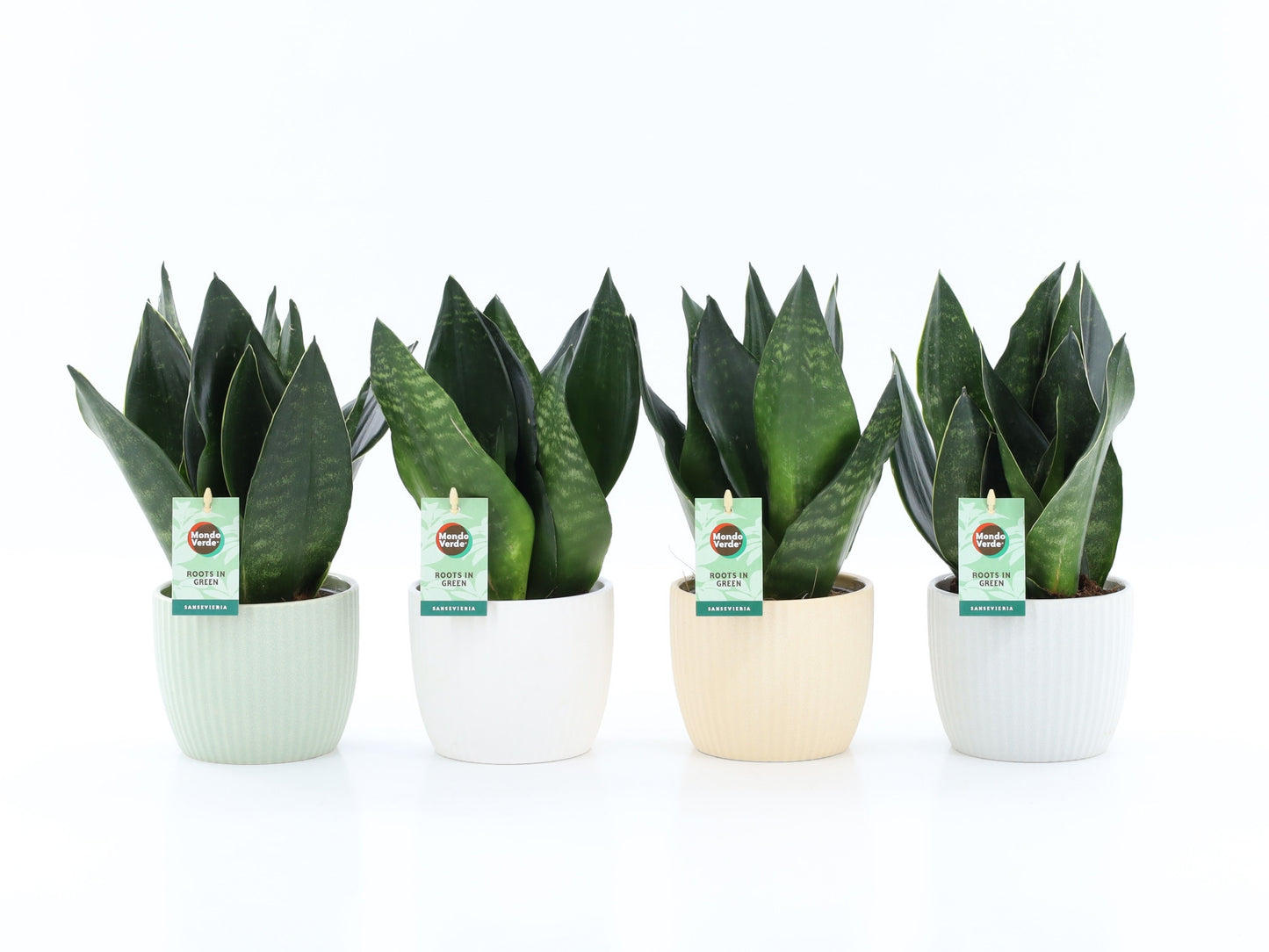 Sansevieria trifasciata 35cm 13cm Pot
