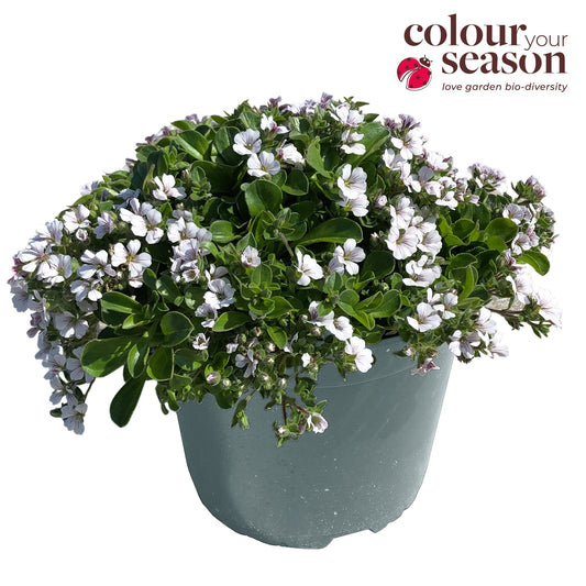 Gypsophila cerastioides 30cm 19cm Pot