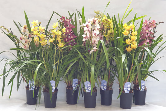 cymbidium-mix-80cm-14cm-pot