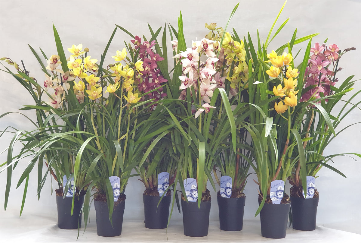 Cymbidium mix 80cm 14cm Pot