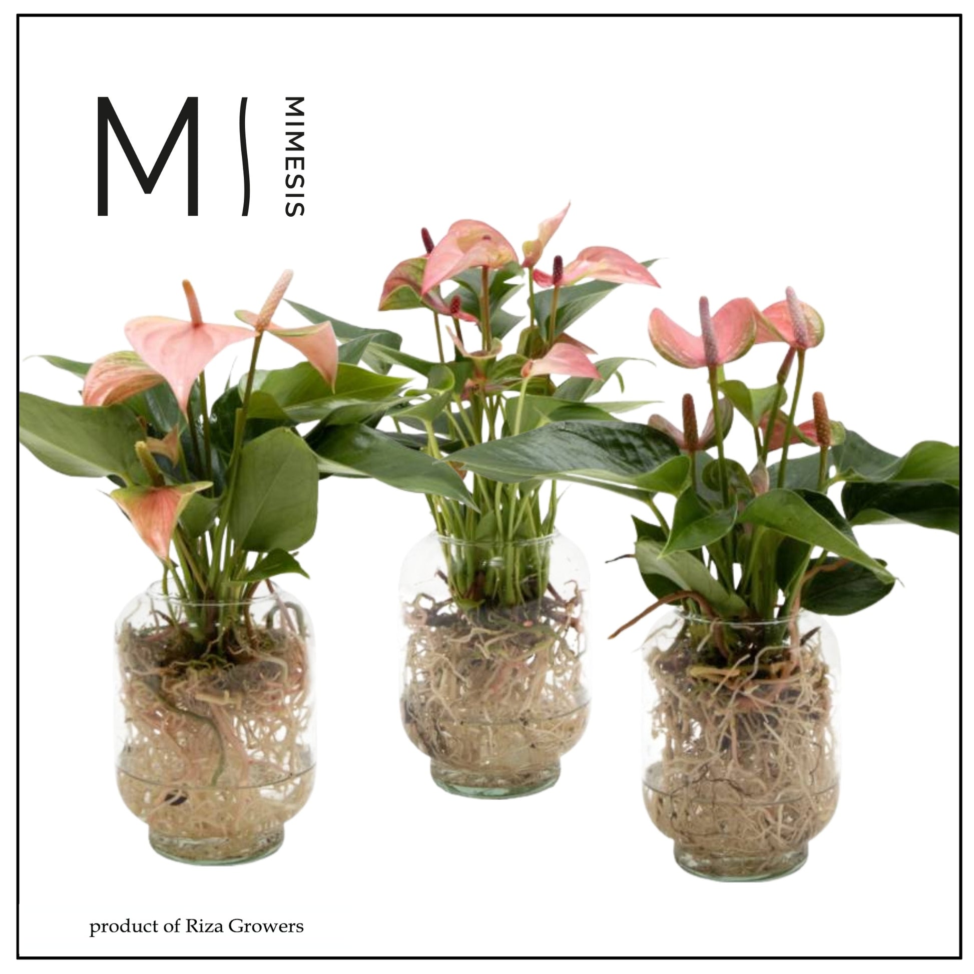 Riza Karma Plants arr. Anthurium Pack of 8