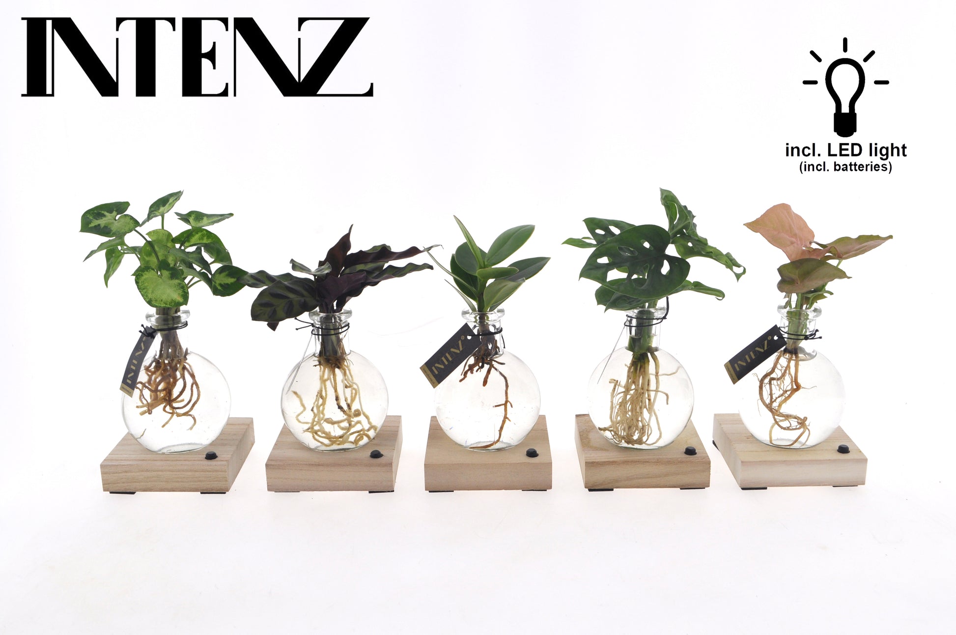 Foliage Intenz mix in Samoa + LED 15cm 7cm Pot