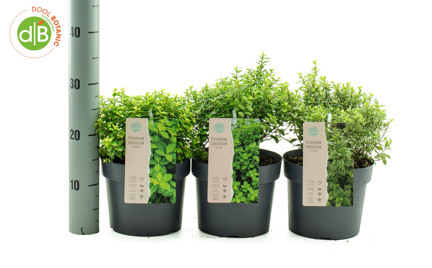 Pittosporum mix 25cm 19cm Pot