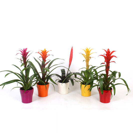 Bromelia mix tropical (+ drp.ceramic) 40cm 13cm Pot