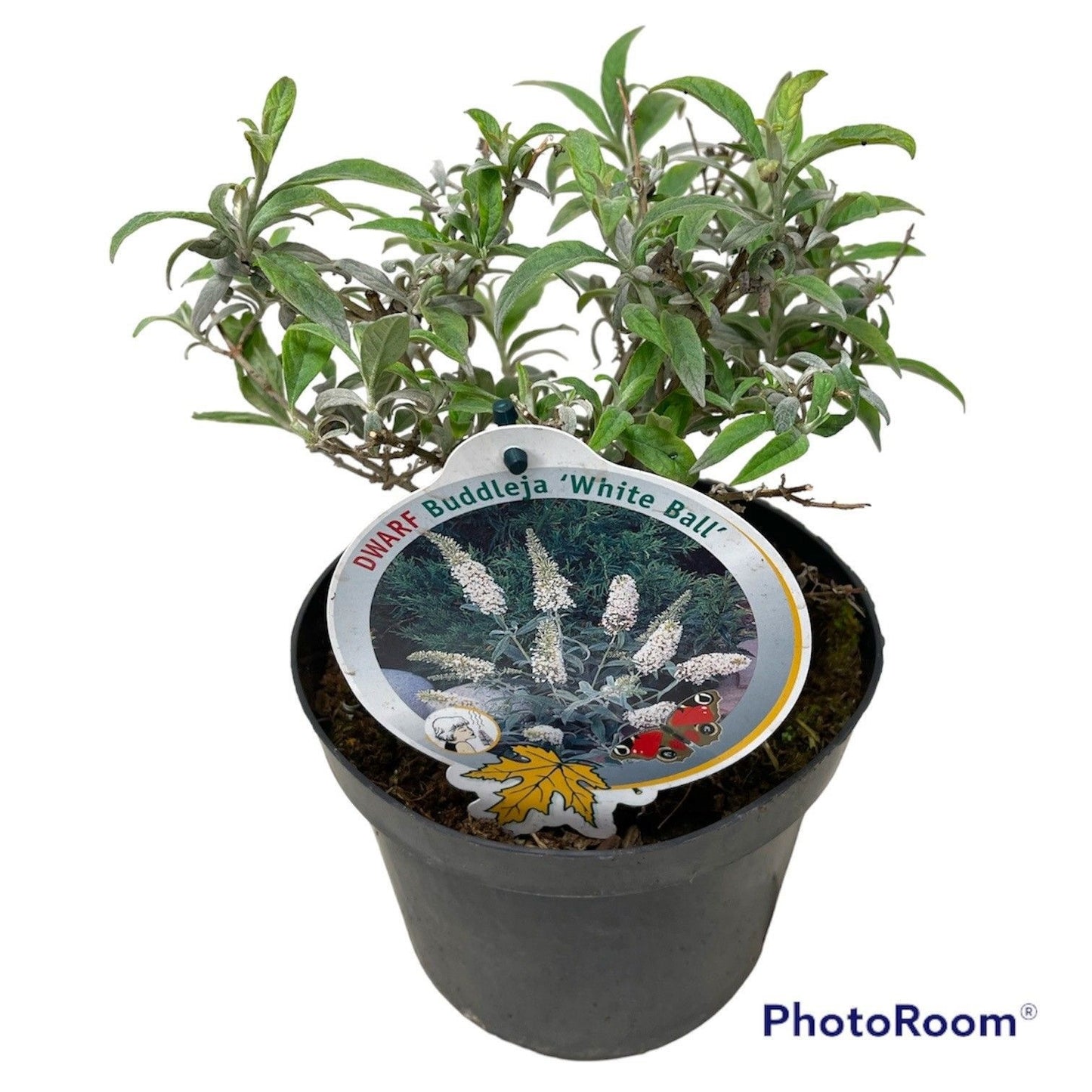 Buddleja davidii White Ball 50cm 19cm Pot