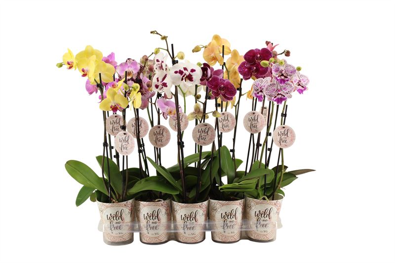 Phalaenopsis mix 60cm 12cm Pot