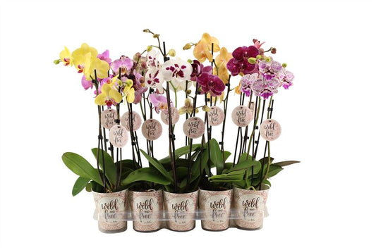 Phalaenopsis mix 60cm 12cm Pot