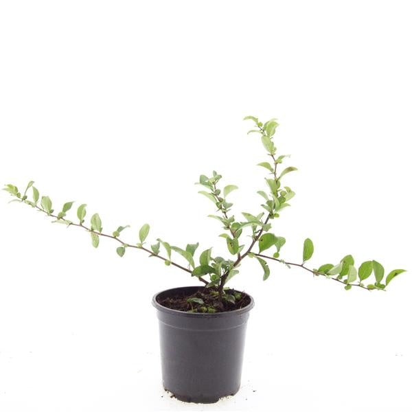 Chaenomeles superba Pink Trail 10cm 14cm Pot