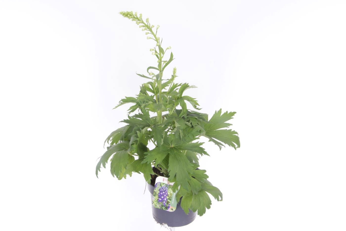 Delphinium Magic Fount. D.blue Darkbee 65cm 17cm Pot