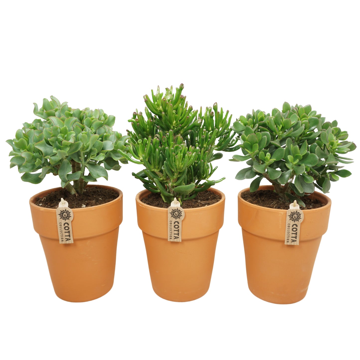 Crassula mix 38cm 17cm Pot