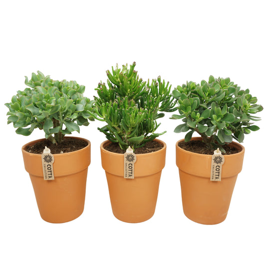 Crassula mix 38cm 17cm Pot