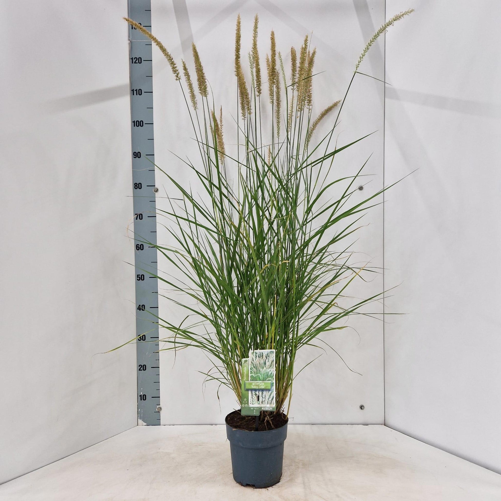 Pennisetum Fairy Tails 120cm 17cm Pot