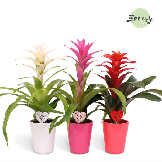 Guzmania mix 45cm 12cm Pot