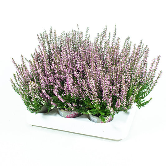 Calluna Garden Girls purple 10cm 6cm Pot