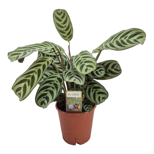 Ctenanthe burle-marxii 35cm 14cm Pot