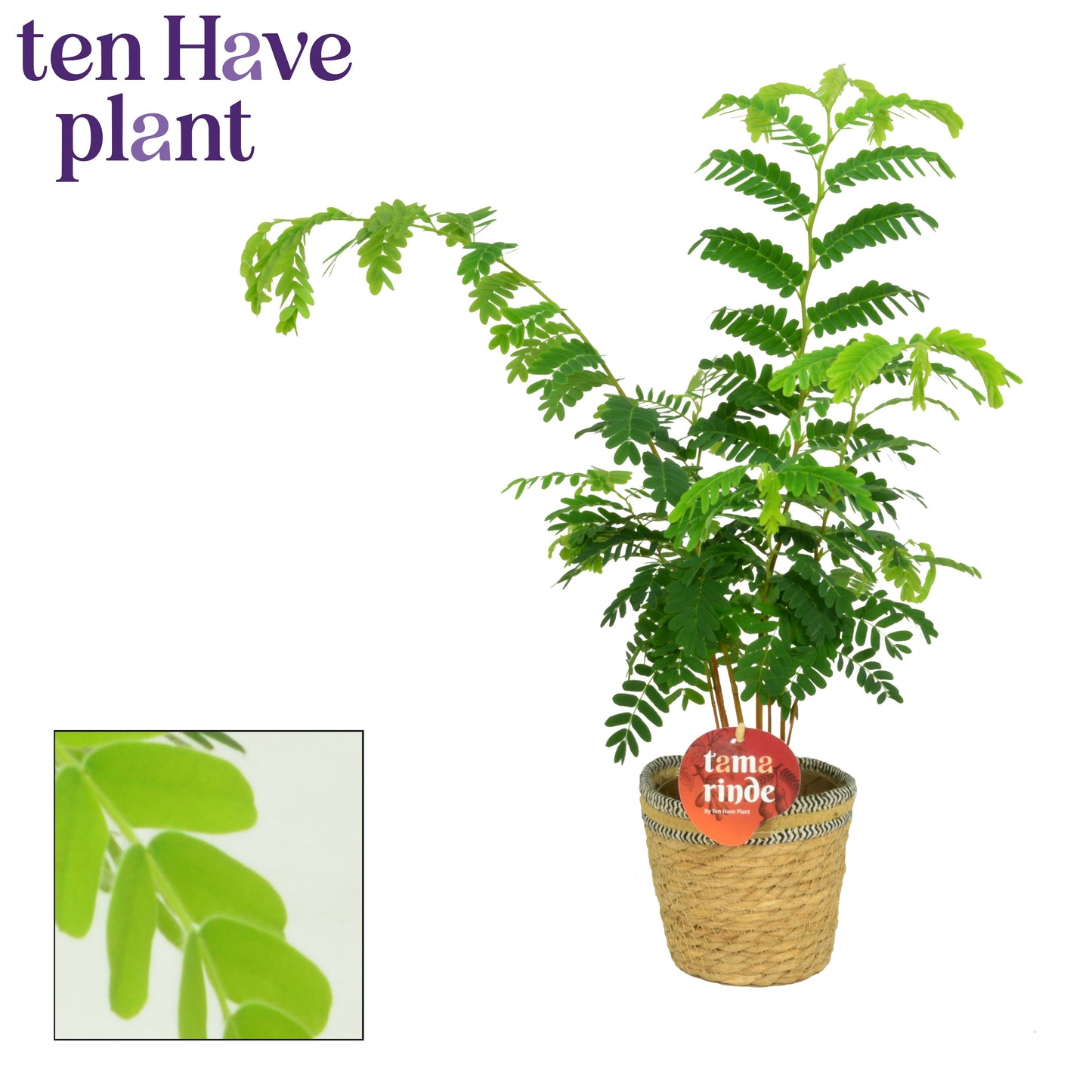 Tamarindus indica 60cm 12cm Pot
