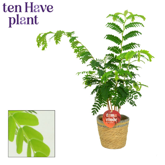 Tamarindus indica 60cm 12cm Pot