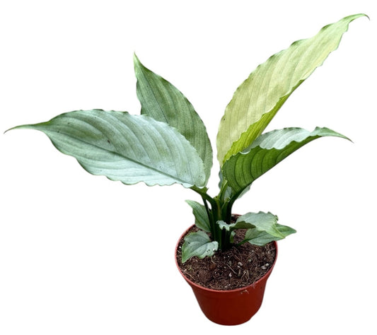 Spathiphyllum hybrid 12cm 8cm Pot