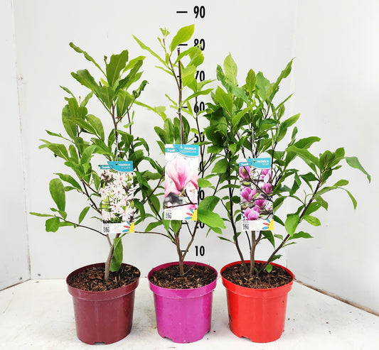 Magnolia mix exclusive 50cm 19cm Pot