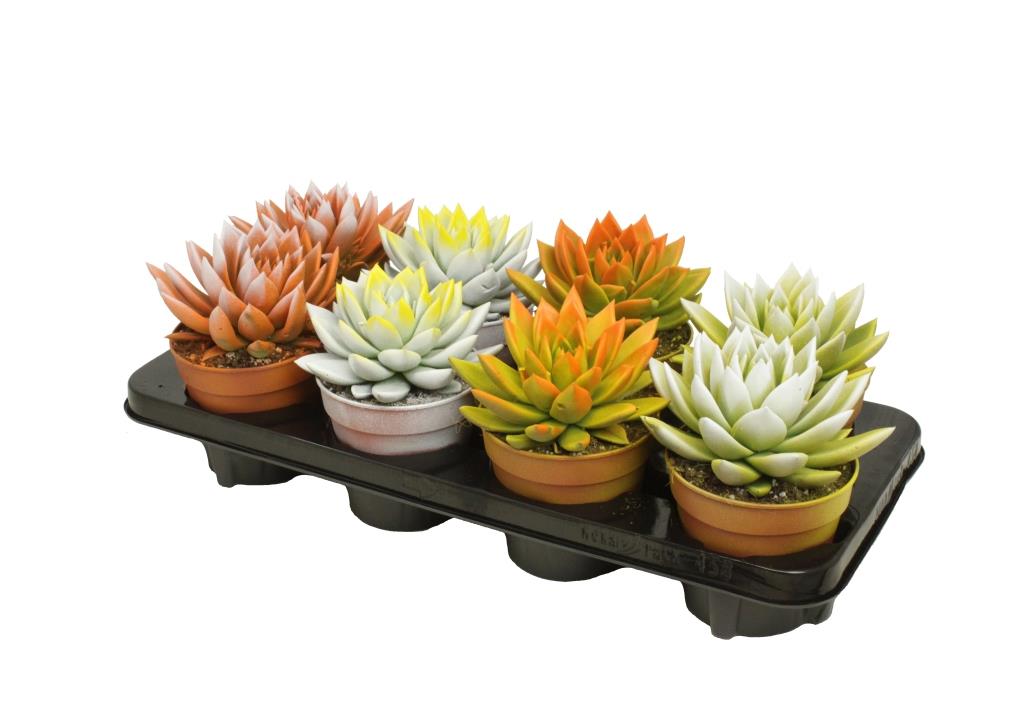 Echeveria Miranda 15cm 12cm Pot