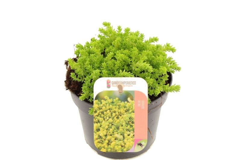 Sedum acre 15cm 13cm Pot