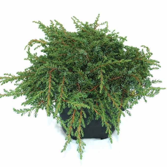 Juniperus Green Carpet 25cm 17cm Pot