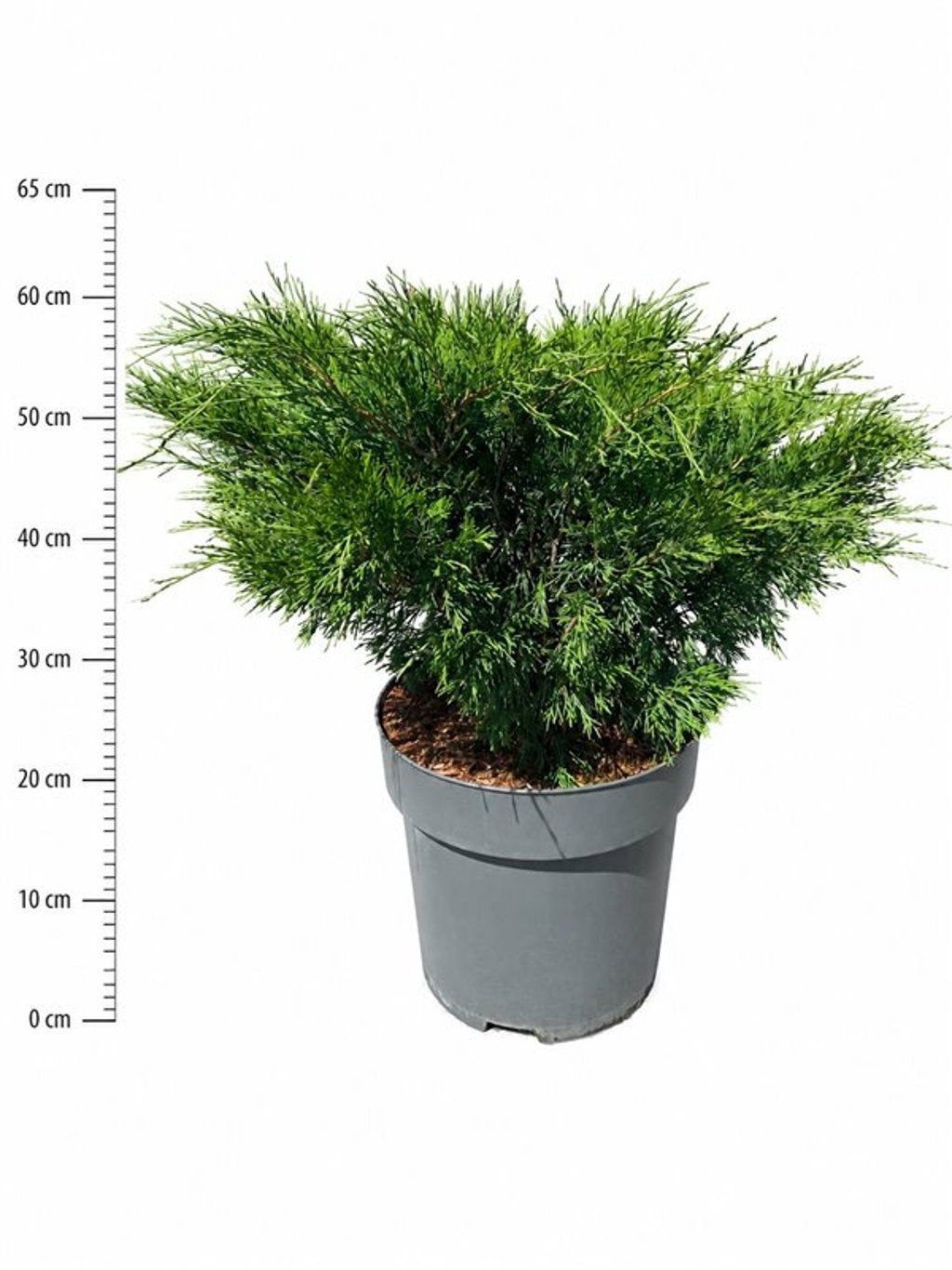 Bloemenkampen BV, Hkw. de Juniperus sabina Pack of 1