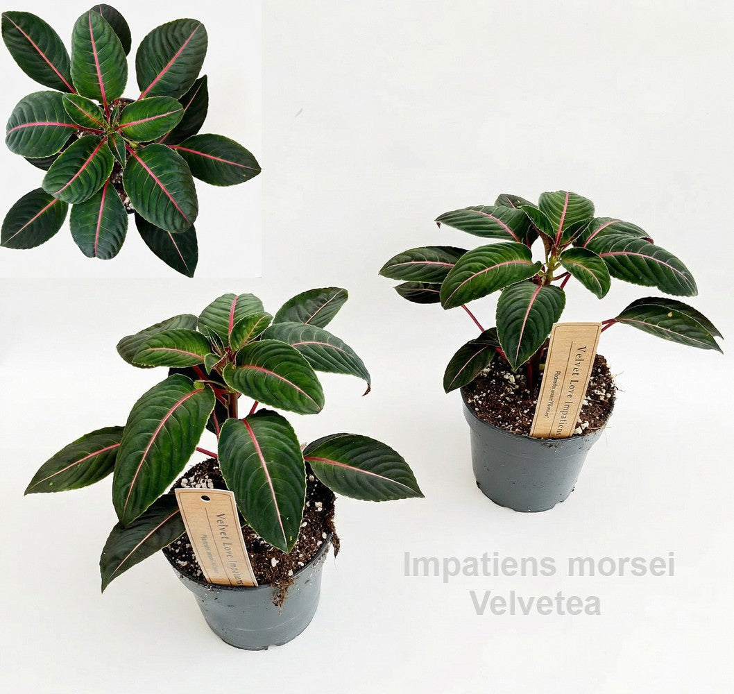 Impatiens 20cm 12cm Pot