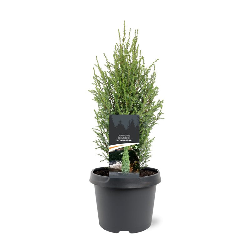 Bremmer Boomkwekerijen Juniperus Compressa Pack of 1