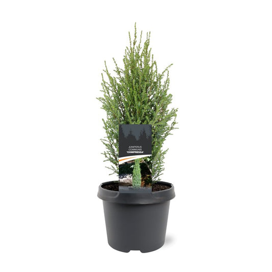 Bremmer Boomkwekerijen Juniperus Compressa Pack of 1