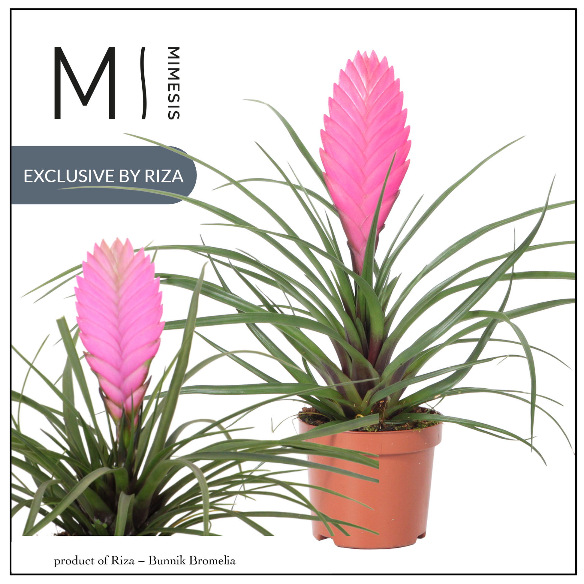 Riza Bromelia Specialist Tillandsia Vincent Pack of 10