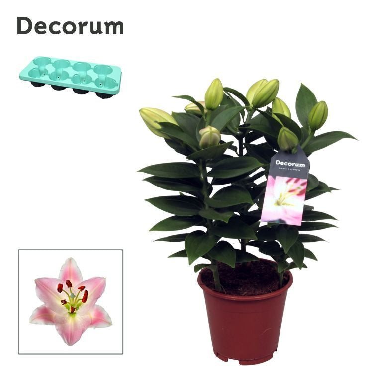 Lilium Souvenir 45cm 13cm Pot