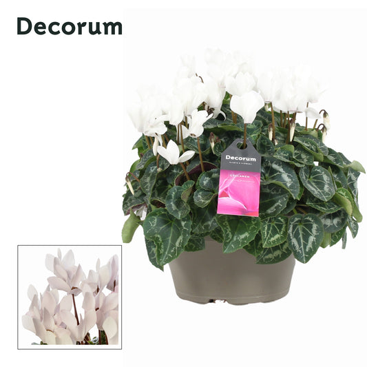 Cyclamen Garden white 30cm 22cm Pot