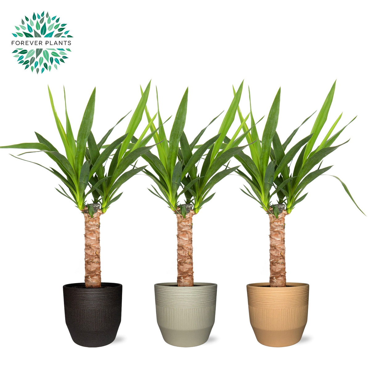 Yucca elephantipes 60cm 14cm Pot
