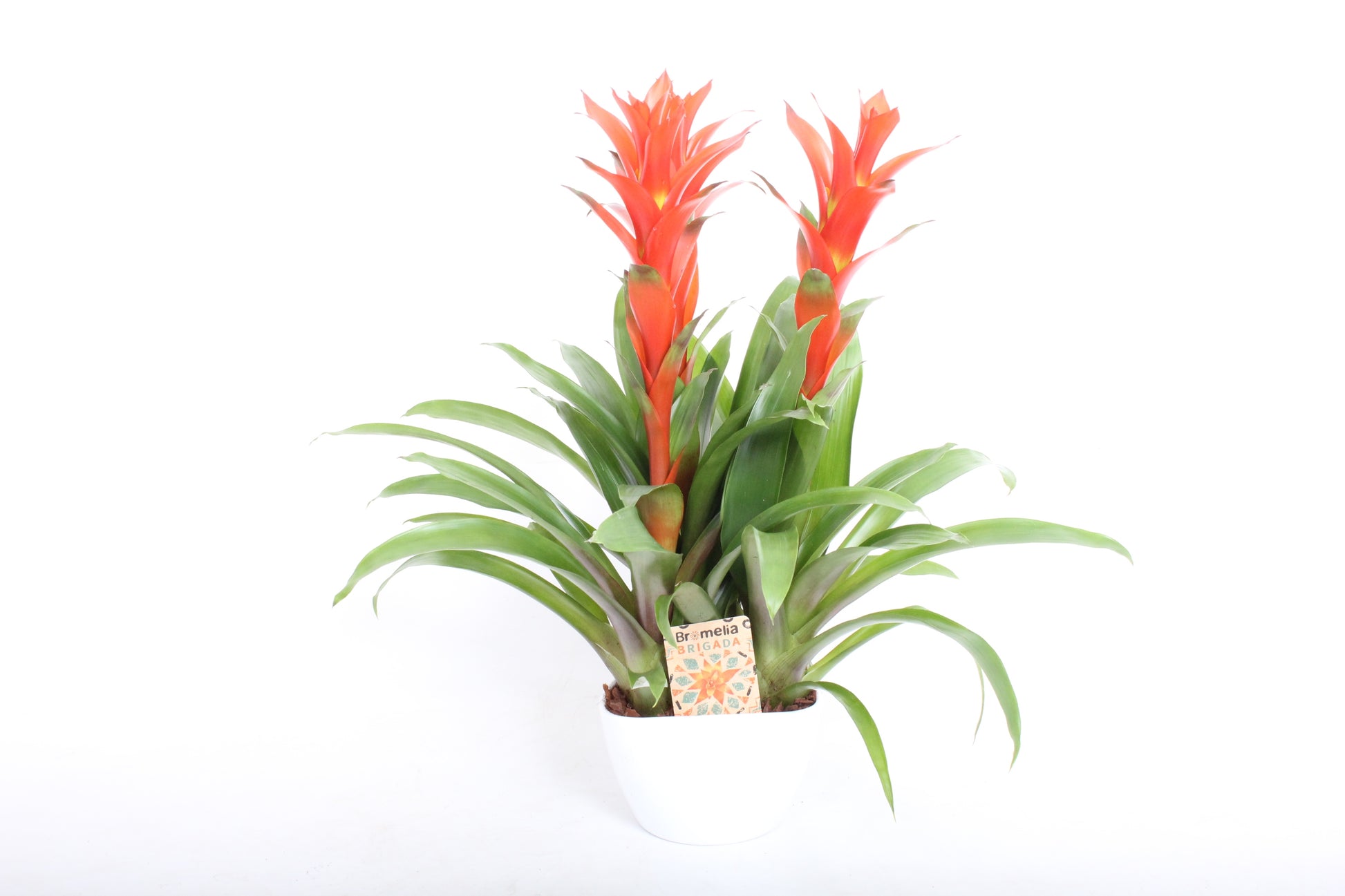 Guzmania Ostara 45cm 19cm Pot